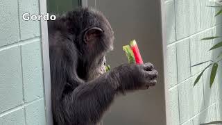 What do chimps love about summer?