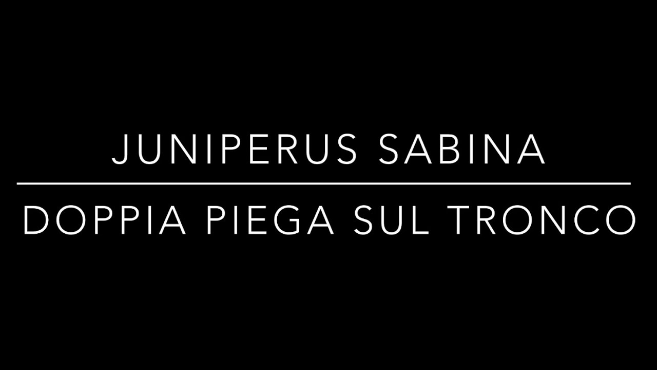 Juniperus Sabina - doppia piega sul tronco