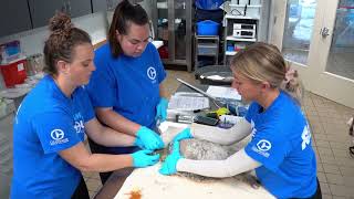 11 Cold-stunned Sea Turtles Arrive at CMA