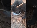 #puppy feeding #milk#New born puppy