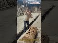 A Farmer is Making Kudzu Root Powder with Tools