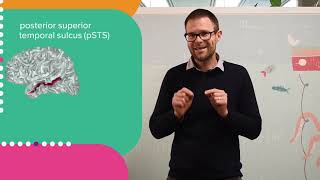 60 Second Science - Sex differences, brain imaging and autism