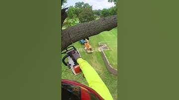 Dropping a Massive Tree Branch with a Chainsaw