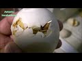 Incubación de huevos de pato 🦆🦆🦆