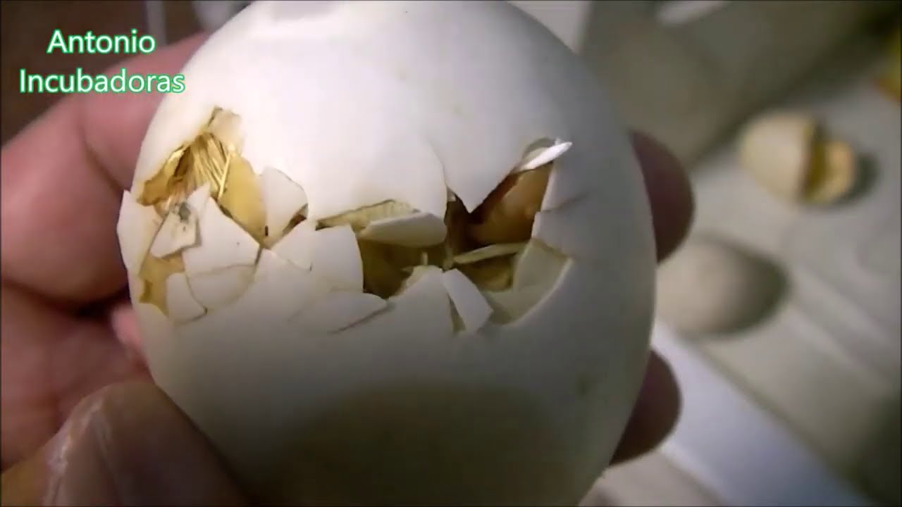 Incubación de huevos de pato en incubadora casera - YouTube