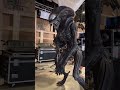 Animatronic Xenomorph for Alien: Romulus #alienromulus #aliens #movies