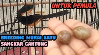 Breeding Murai Batu Sangkar Gantung | Kandang Sederhana