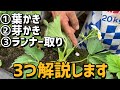 【いちご栽培 いちご農家】①葉かき②芽かき③ランナー取りの3つの解説マルチ前準備