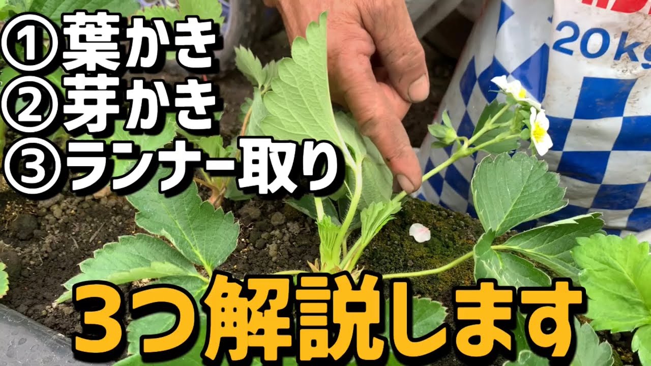 いちご栽培 いちご農家 葉かき 芽かき ランナー取りの3つの解説マルチ前準備 Youtube