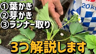 【いちご栽培 いちご農家】①葉かき②芽かき③ランナー取りの3つの解説マルチ前準備