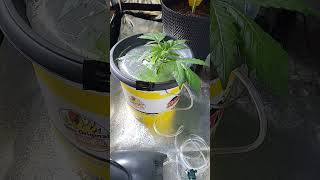 Cannabis Hydro Anbau