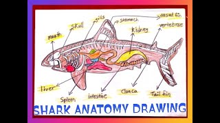 How to draw a shark Anatomy and labeling STEP-BY-STEP TUTORIAL FOR BEGINNERS 🥰🖼️🖍️🖌️