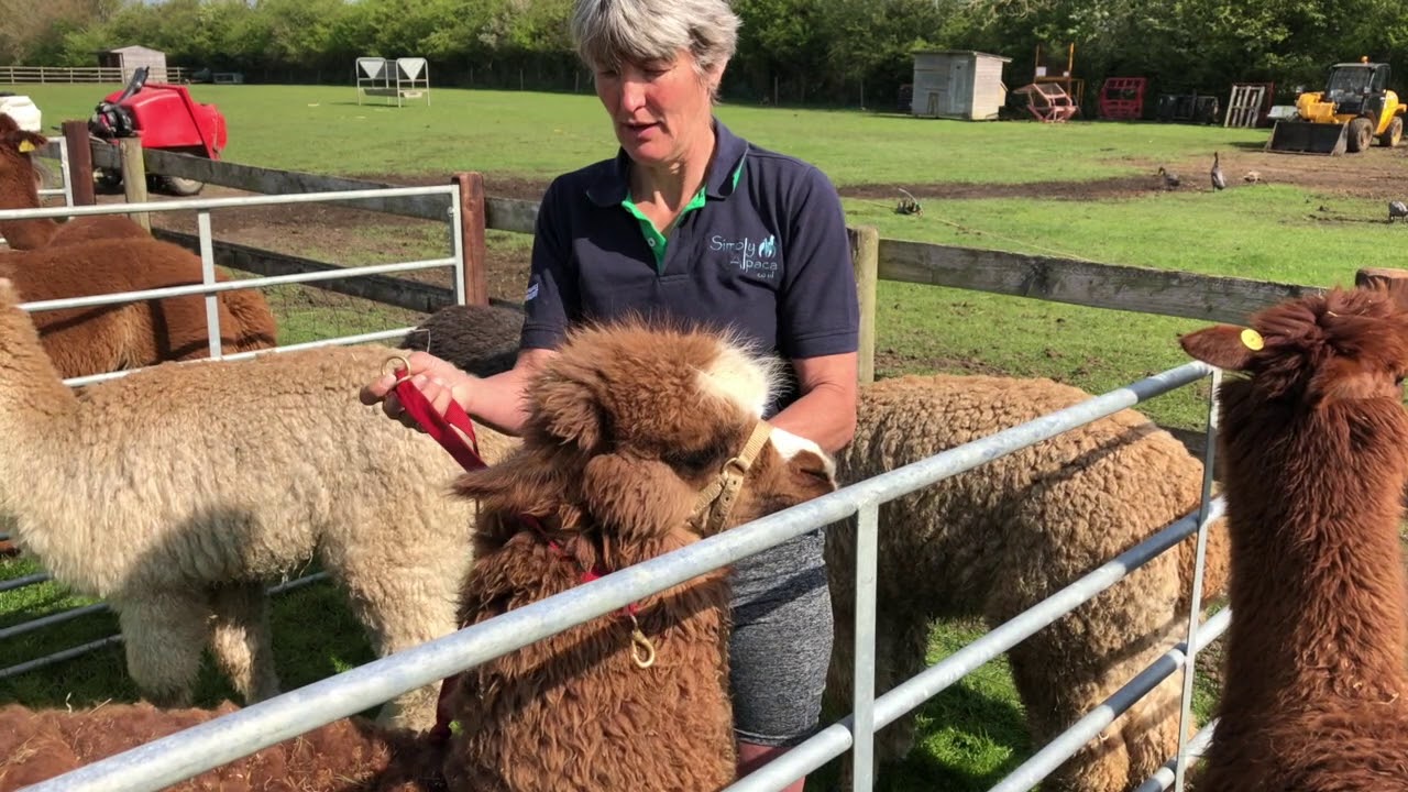 Alpaca training facility set up and learning to lead using Camelidynamics