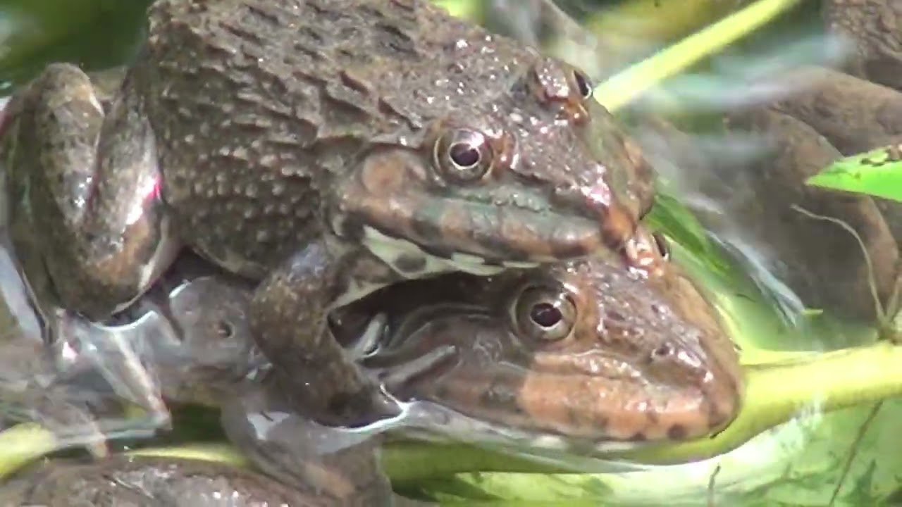 Frogs feed on vegetables