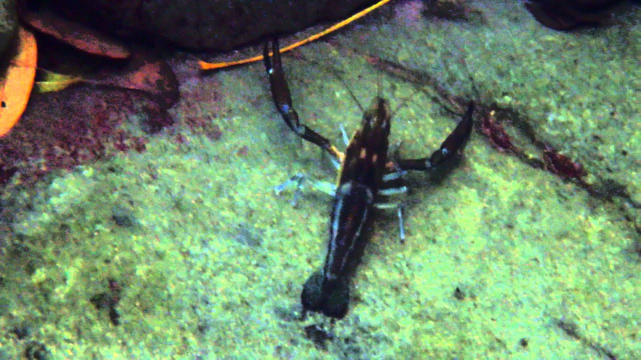 Scorpion mâle datant poissons femelle