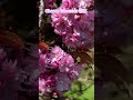 Cherry blossom櫻花 🌸 語:「精神之美」與「優美的女性」它也象徵著生命中短暫卻燦爛的「瞬間美」#flowers #bloomingflowers #flowerspotting