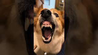 Famous 🐕”Mom! I’m so hungry!”#hungry #dog #funny #food #dramatic #pets #lol Net Worth