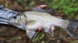 Fly fishing for Australian bass