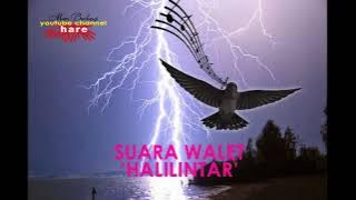 suara walet halilintar ampuh mendatangkan walet