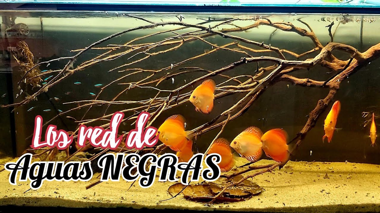 BIOTOPO AMAZONICO | Aguas Negras