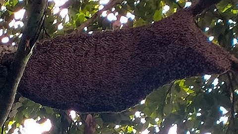 Hãi hùng mạo hiểm trèo lên cây cố bắt tổ ong khoái siêu khủng 18kg thật sự hung dữ. - Tình Thợ Rừng