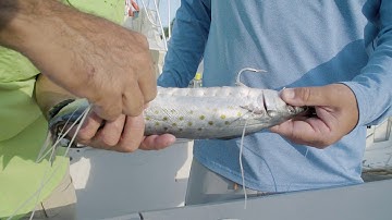 How to Rig a Swimming Mackerel for Daytime Swordfishing