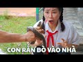 (ĐÁNG SỢ) Con Rắn Này Đã Bò Vào Nhà Chị Thơ  🐍