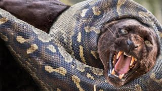 Anaconda Squeeze Black Jaguar To Death !!