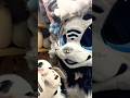 but NOM 👹 // duets open!! // #lunawildpaws #furry #fursuit #fyp