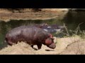 Tanzania 2016   angry angry hippos