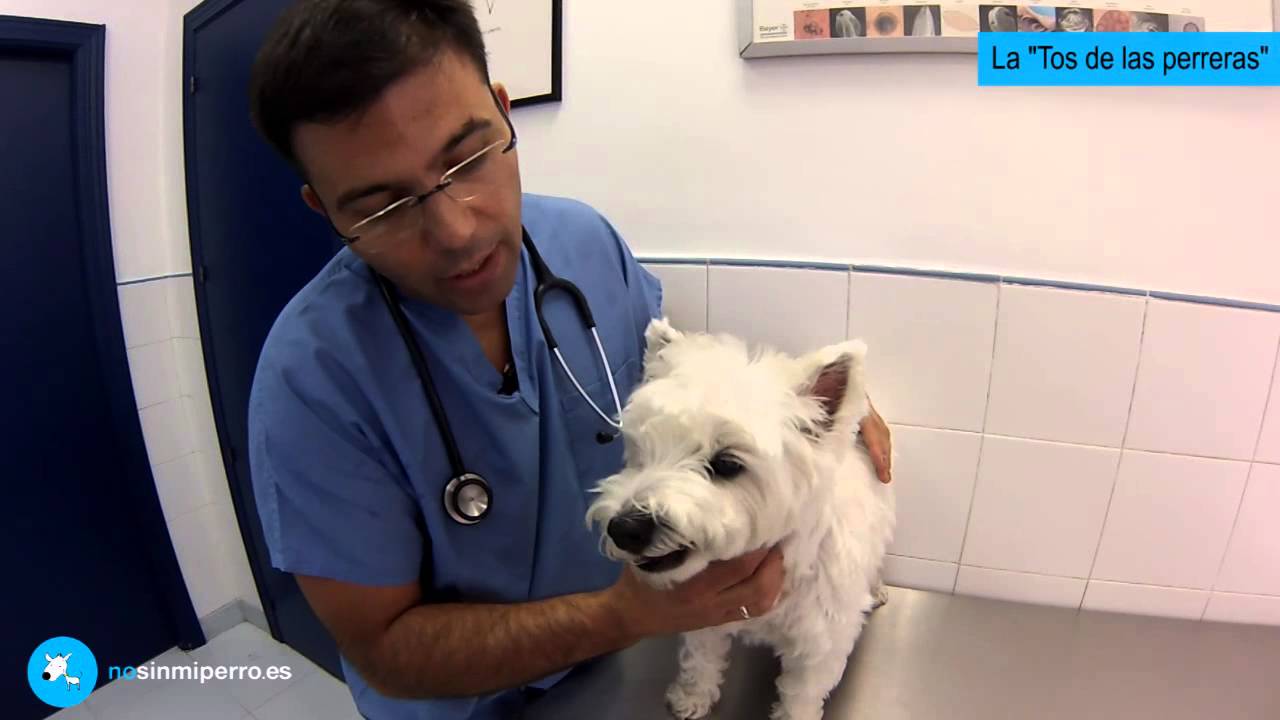 remedios para la tos en perros mayores