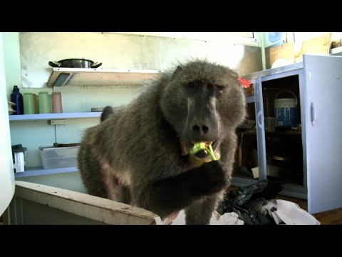 Video: Obalna straža SAD-a: osigurava zaštitu morskih granica, obalnih morskih putova i prilaza lukama