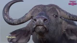 Watch CC Catch Night In Africa video