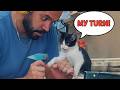 When Your Cats Want to Help You as Co Workers 😲😂 Funny Cat and Human Videos
