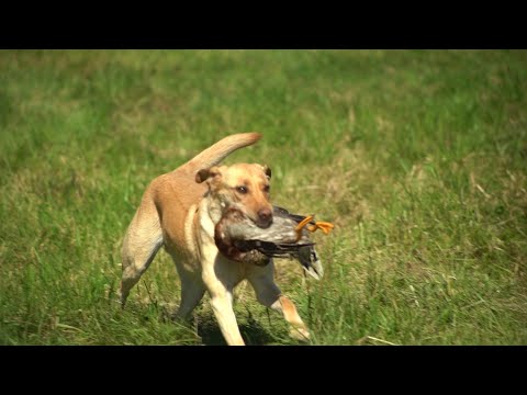 Video: Naujasis valstybės įstatymas gali skirti 300 dolerių už Unleashed šunis