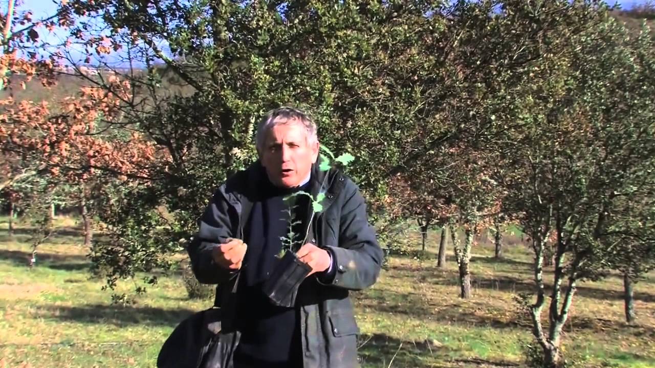 Perigord black truffle cultivated in the UK for the first time