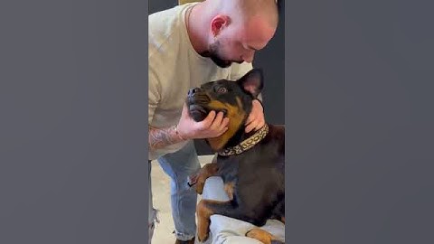 Amazing Animal Chiropractic! #animals #dog #shorts