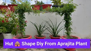 Hut  Shape Diy From Aprajita Plant .#terracegardening #plant #gardeninginspiration #diy