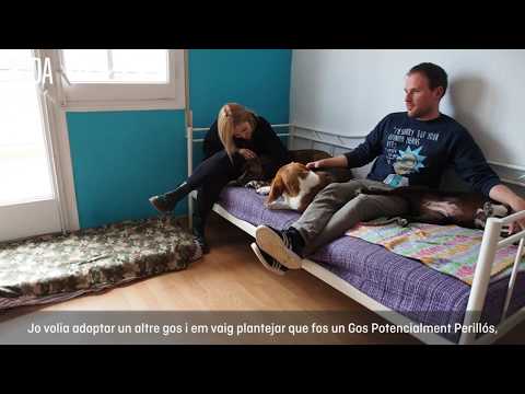 Vídeo: Consells De Bricolatge Per Arreglar Un Gos A Casa