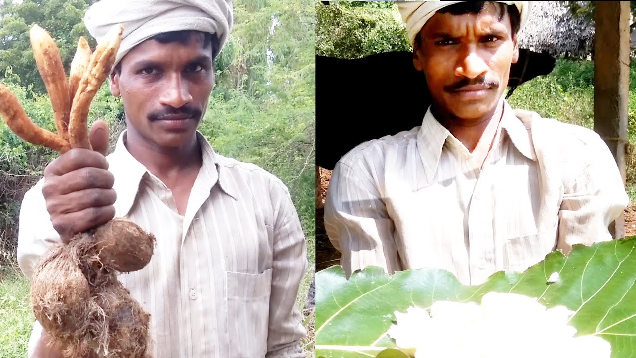 Palmyra Palm Seeds Cutting And Eating | Germinated Palm Seeds | Thati ...
