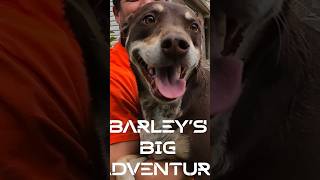 Barleys Rescue