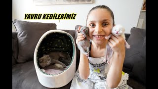 YAVRU KEDİLERİMİZLE İLK VİDEOMUZ | LİNA VE TARÇIN KEDİLERİ PAYLAŞAMIYORLAR !