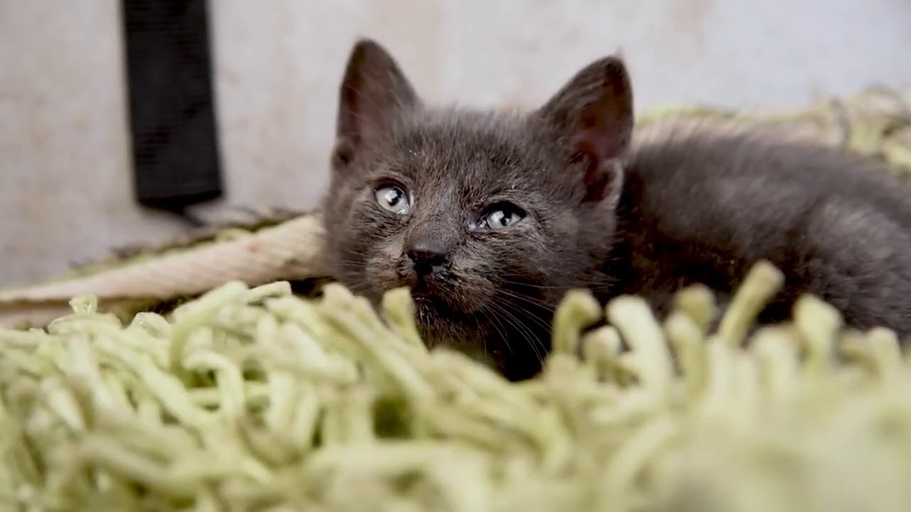 copyright free cat video  All free copyright