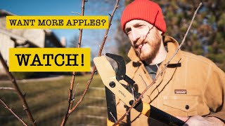 How to Prune Apple Trees in 5 Steps for MAXIMUM Production!