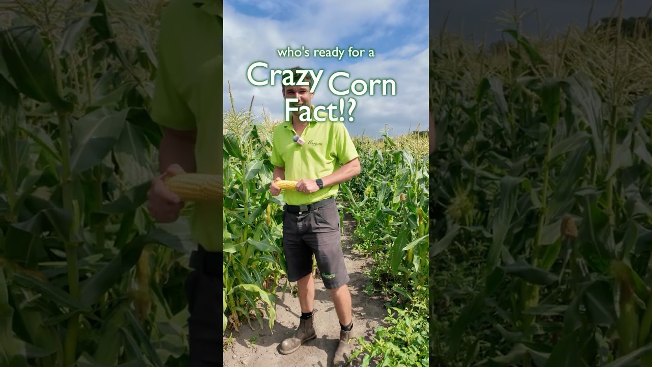 Crazy Sweetcorn Fact!? 🌽