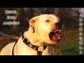 Dogo Argentino, female, Protection Test (min. 1.39'') - Mandragula Dogo Argentino