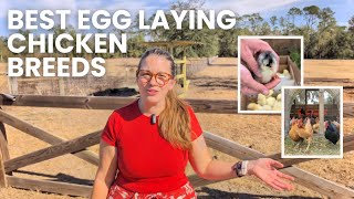 Egg laying breeds we ordered to replace our flock this year 🐓 (With favorite rooster breeds!)