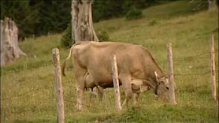 Pfronten im Allgäu