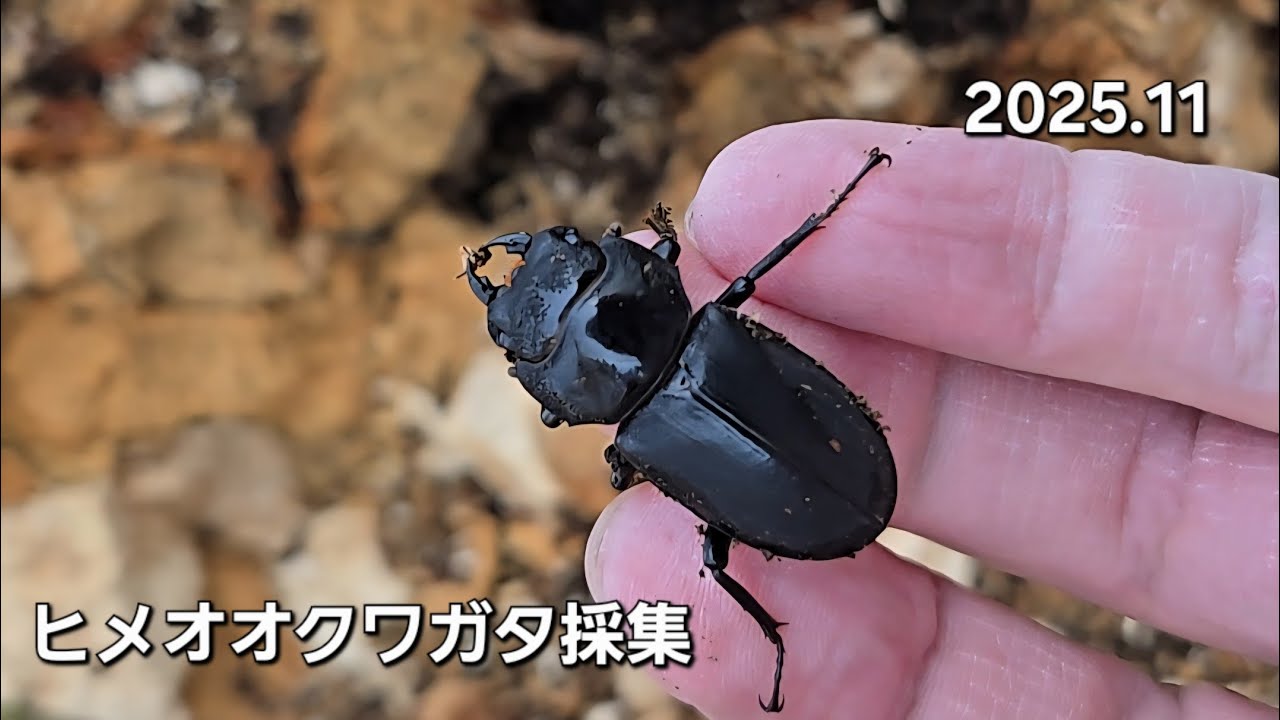 ヒメオオクワガタ採集