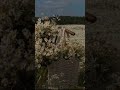 🌄beautiful of nature 😊🌄 #music #song #aesthetic #shortclip #shorts